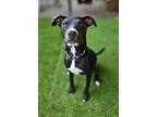 Adopt Rogue Galan a Black Pit Bull Terrier dog in Twin Falls, ID (37940836)