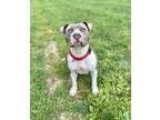 Adopt Tia a Gray/Blue/Silver/Salt & Pepper American Pit Bull Terrier / Mixed dog