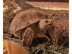 Adopt Summer a Tortoise reptile, amphibian, and/or fish in San Tan Valley