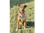 Adopt Libby a Labrador Retriever / Beagle dog in Columbus, OH (37976873)