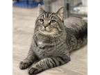 Adopt Jones a Gray, Blue or Silver Tabby Domestic Shorthair / Mixed (short coat)