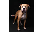 Adopt Tank a Tan/Yellow/Fawn American Staffordshire Terrier / Mixed dog in