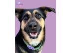 Adopt Mystic a German Shepherd Dog, Mixed Breed