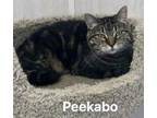 Adopt Peekaboo a Domestic Short Hair