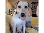 Adopt McMuffin JuM a Tan/Yellow/Fawn Labrador Retriever / Mixed dog in