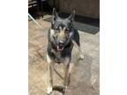 Adopt Chevelle a German Shepherd Dog, Husky