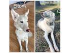 Adopt Elton and Carly (CP) a American Eskimo Dog, Husky