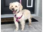 Adopt Candy a White Bichon Frise / Mixed dog in Cape Coral, FL (37892796)