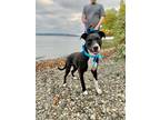 Adopt Gamora Galan a Black Pit Bull Terrier dog in Twin Falls, ID (37940841)