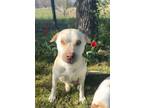 Adopt Tiffany a Tan/Yellow/Fawn Labrador Retriever / American Pit Bull Terrier /