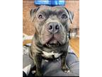 Adopt Gary a Gray/Blue/Silver/Salt & Pepper American Pit Bull Terrier / Mixed