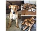 Adopt Oliver a Red/Golden/Orange/Chestnut Husky / Mixed dog in Poland