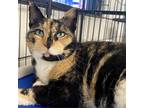 Adopt Susanna a Domestic Shorthair / Mixed cat in Rocky Mount, VA (37848026)