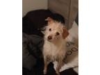 Adopt Max a Terrier (Unknown Type, Medium) / Mixed dog in Fresno, CA (37910733)