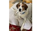 Adopt Andromeda a Great Pyrenees, Beagle