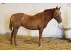 Adopt Auburn a Appaloosa