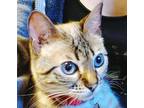 Adopt Stella/Betty David - WI a Bengal