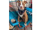 Adopt Gravy a Brown/Chocolate - with White American Staffordshire Terrier /