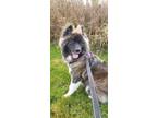 Adopt Willa a Akita