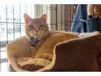 Adopt Phoenix a Orange or Red (Mostly) Domestic Mediumhair / Mixed (medium coat)