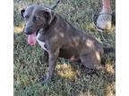 Adopt Hannah a Gray/Blue/Silver/Salt & Pepper Feist / Weimaraner / Mixed dog in