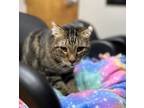 Adopt Khaki a Domestic Shorthair / Mixed cat in Kingston, NY (37909276)