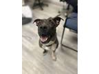 Adopt Bella a Pit Bull Terrier, Mixed Breed