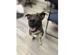 Adopt Rainbow Bright a Pit Bull Terrier, Mixed Breed