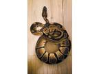 Adopt Cinnamon Roll a Snake reptile, amphibian, and/or fish in Vista