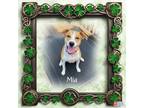 Adopt Mia a Labrador Retriever, Jack Russell Terrier
