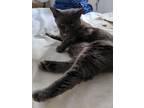 Adopt Sylvia a Domestic Medium Hair