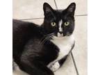 Adopt Bella a Tuxedo