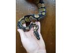Adopt Gum Ball a Snake reptile, amphibian, and/or fish in Vista, CA (37919968)