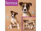 Adopt Serena a Shepherd