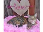Adopt Maia a Spotted Tabby/Leopard Spotted Bengal (short coat) cat in Glendale