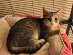 Adopt Sissy a Domestic Short Hair