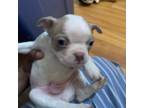 Bedlington Terrier Puppy for sale in Belleville, IL, USA