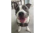 Adopt Calisi a Brindle - with White American Staffordshire Terrier / Mixed dog