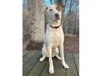 Adopt Fiona a Hound, Labrador Retriever