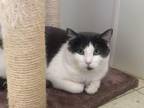 Adopt Alpha a Domestic Short Hair