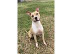 Adopt HANK a Tan/Yellow/Fawn - with White American Staffordshire Terrier /