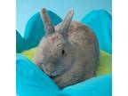 Adopt Lavender a Bunny Rabbit