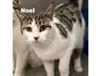 Adopt Noel 231091 a Domestic Short Hair