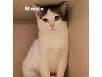 Adopt Miracle 231104 a Domestic Short Hair