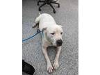 Adopt COTTON a White Mixed Breed (Medium) / Mixed dog in Palmetto, FL (35846436)