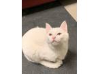 Adopt Mimi a White (Mostly) Turkish Angora / Mixed (short coat) cat in Elk