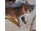 Adopt Trinity a Domestic Short Hair