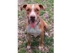 Adopt Ace a Red/Golden/Orange/Chestnut - with White Mixed Breed (Medium) / Mixed