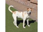 Adopt Laila a Mixed Breed (Medium) dog in Port Washington, NY (37883847)