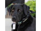 Adopt Aloe a Black Labrador Retriever / Mixed dog in San Diego, CA (37973823)